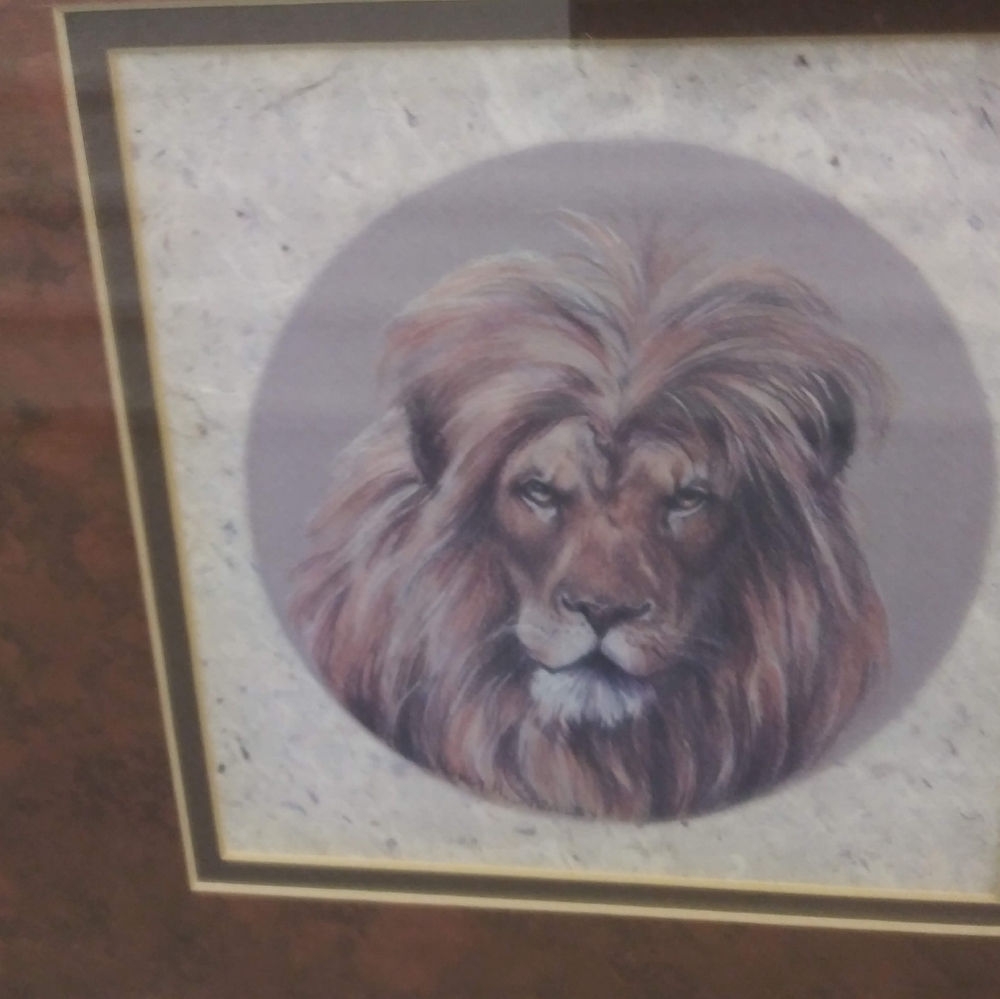 Wild animal Pictures